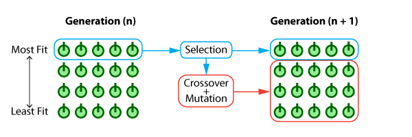 organism evolution